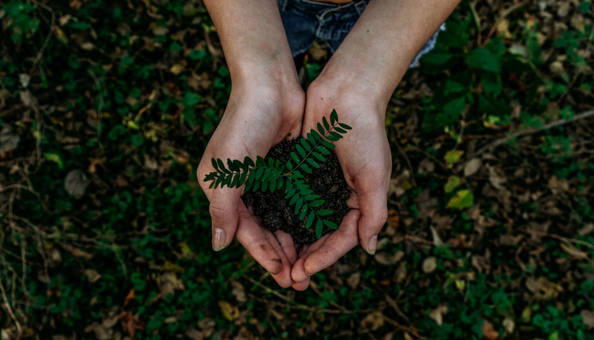 A person's cupped hands holding some soil and a plant